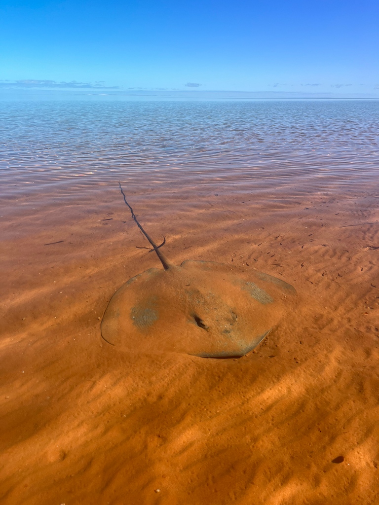 Ecological Society of Australia (@ecolsocaus) on Twitter photo We are loving the entries to our 2023 #PhotoComp so far! This image of a whiptail ray at Wulyibidi (François Peron National Park) was sent in by <a href="/davidghamilton1/">Dr David Hamilton</a>.
Enter your own images to the competition before 1 Oct: ecolsoc.org.au/opportunities/…
#NaturePhotography #MarineLifeMonday We are loving the entries to our 2023 #PhotoComp so far! This image of a whiptail ray at Wulyibidi (François Peron National Park) was sent in by <a href="/davidghamilton1/">Dr David Hamilton</a>.
Enter your own images to the competition before 1 Oct: ecolsoc.org.au/opportunities/…
#NaturePhotography #MarineLifeMonday