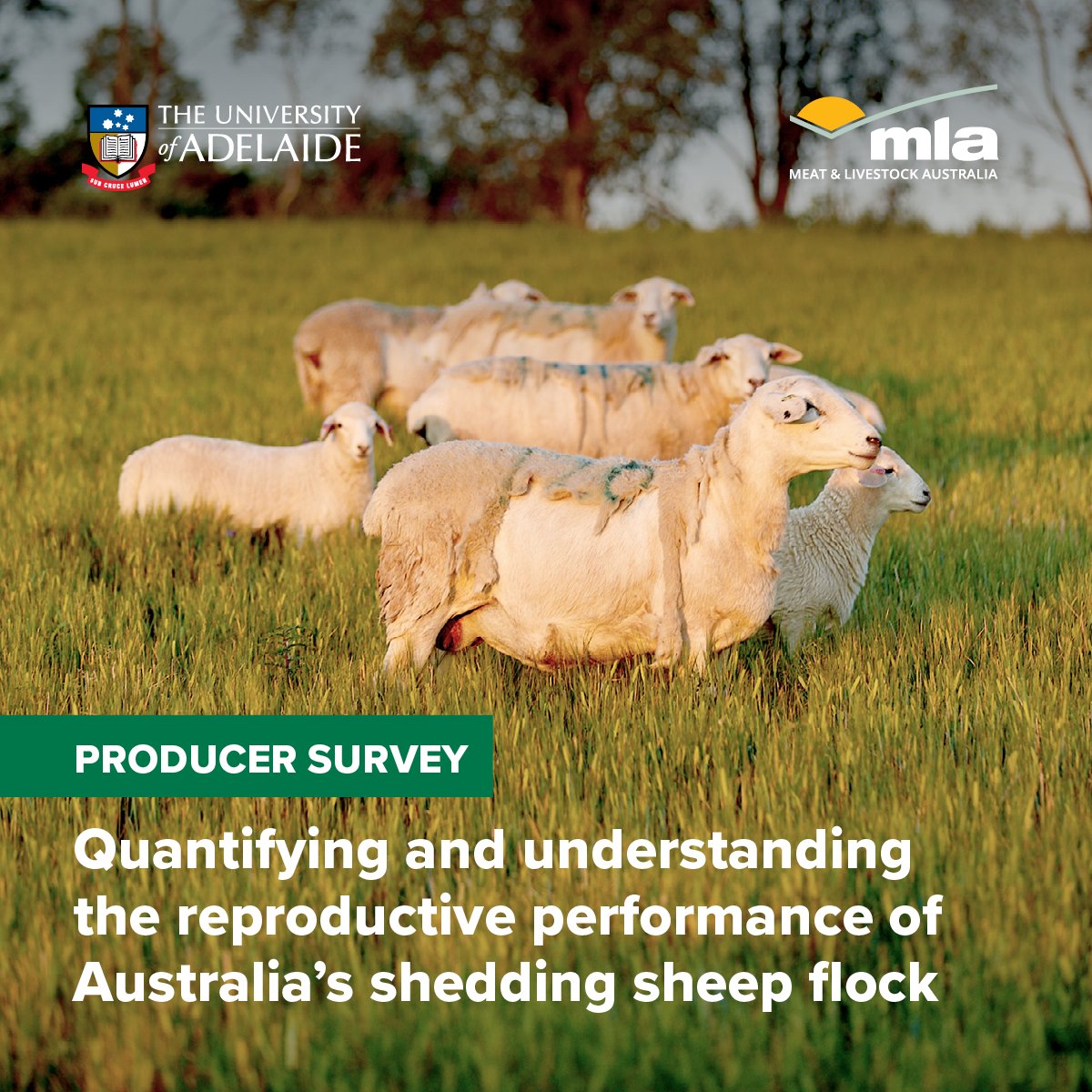 Meat & Livestock Australia tweet media