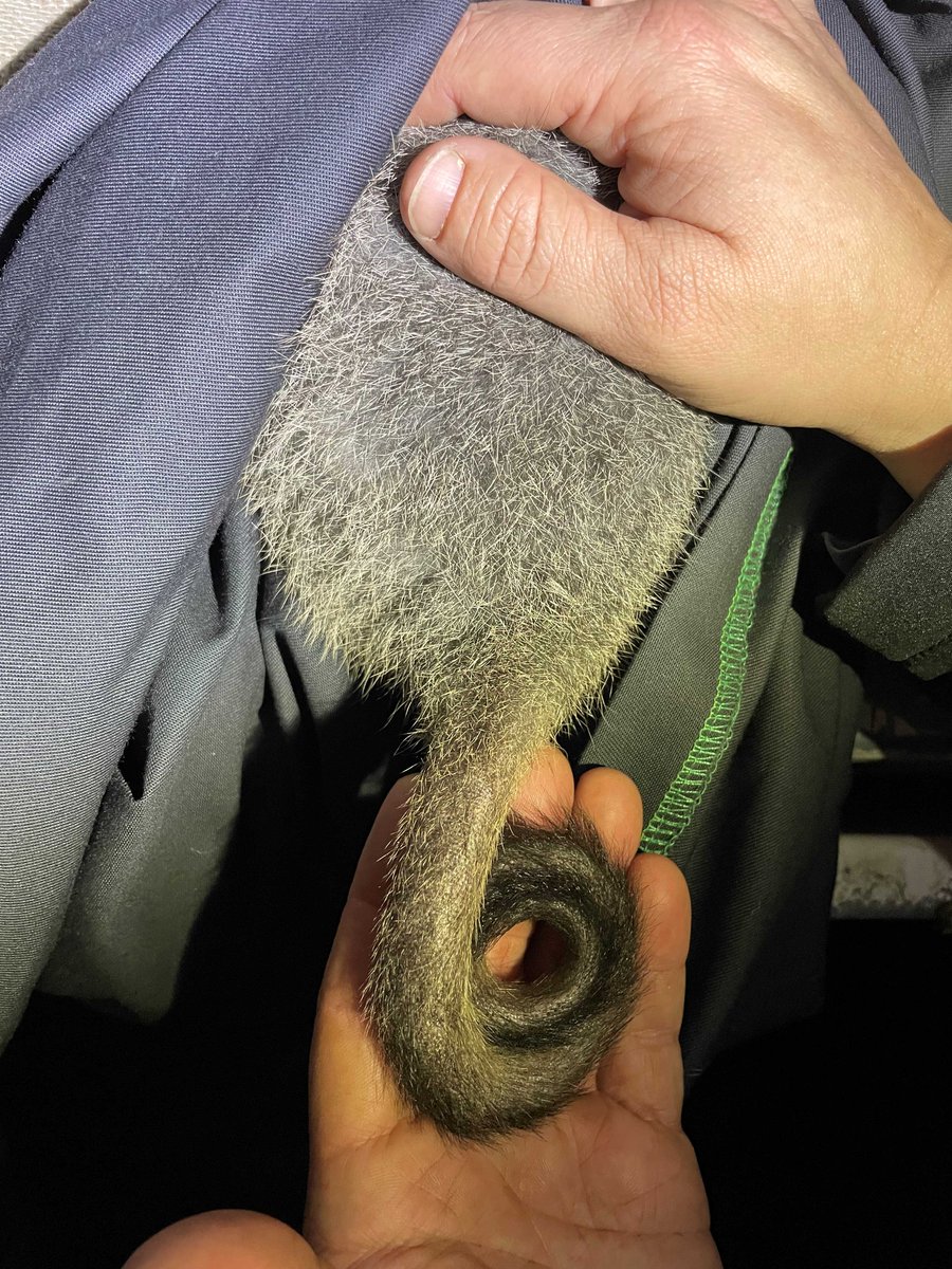 Australian Wildlife Conservancy tweet media