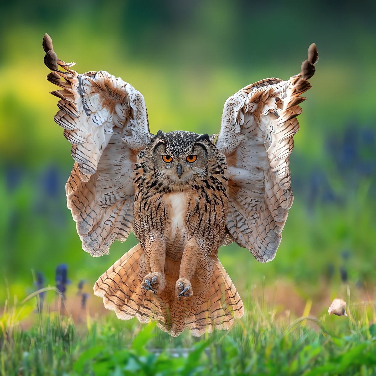 BirdsChina's tweet photo. Guess the name of the bird🦉

#birds #nature #photos #LovelyBirdsInChina https://t.co/e8YdDTLh7j