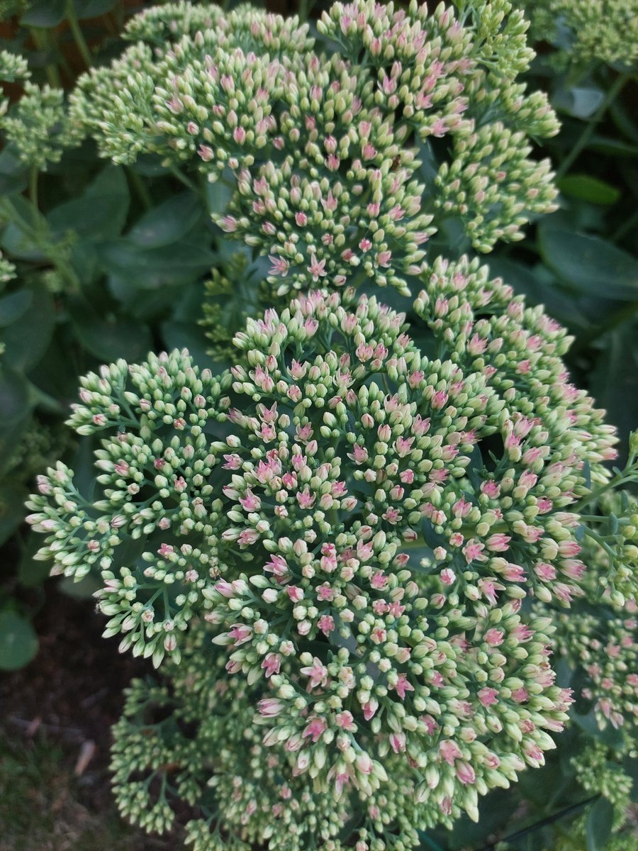 WalkingCalgary's tweet photo. Front yard plants from #DeerRidge enjoyed today.
#Calgary #yyc https://t.co/S7PA9PiLfl