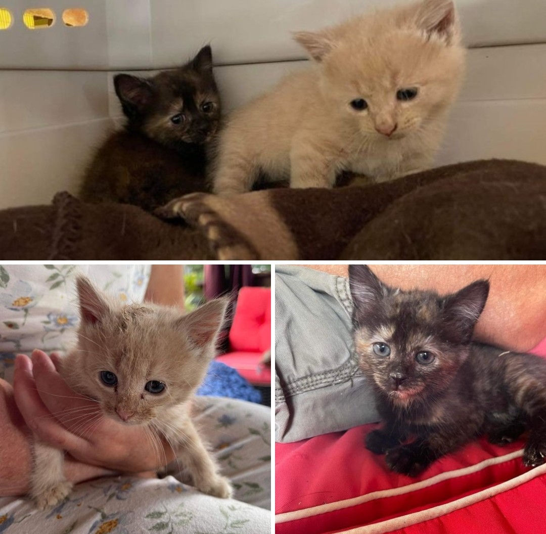 These little ones were turned into our sheriff's department. They are approximately 4wks old and slightly underweight. #fostering saves lives! #kittens #toebeans #tortie #TABBY #babies #CatsOfTwitter #rescueismyfavouritebreed #shelter #nokill #Rappahannock #pets #cats #VA
