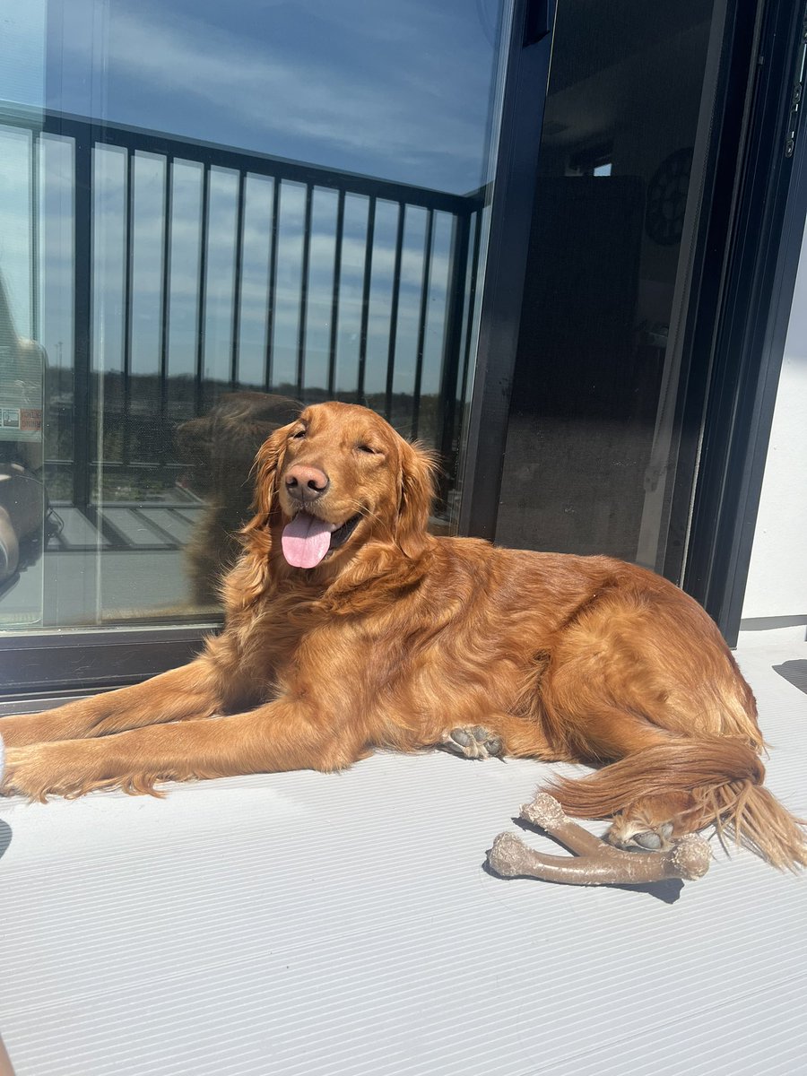 Always National Dog Day wit this pup 🐶