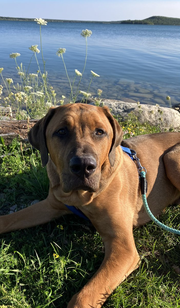 Cool weather. Unpacked sweaters. Socks. Walks with Giizhik are now brisk. In a couple of weeks the air will smell wonderful. It’s been a good day. #japanesemastiff #tosainu #AutumnIsComing #Autumn #Ontario #lakehuron #manitoulinisland #Giizhik