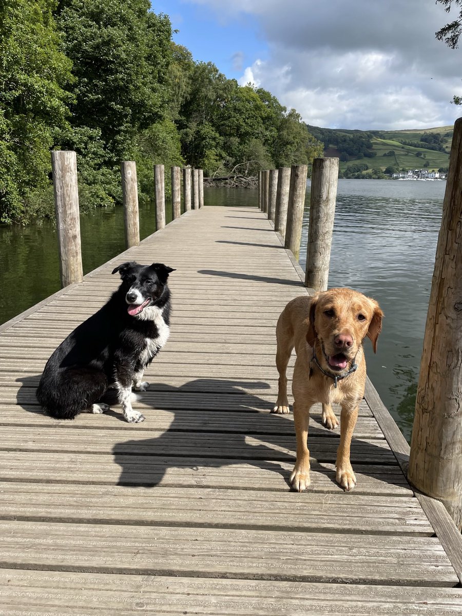 kmcgilchk's tweet photo. Loving life visiting our friends in the Lake District #cockador #bordercollie https://t.co/lolxrCPiJn