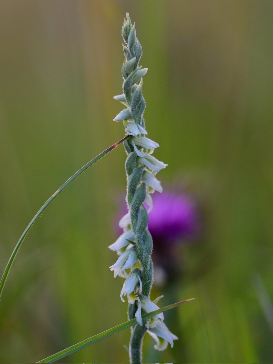 _lucycarden's tweet photo. Couldn't resist posting, Autumn Lady’s-tresses (Spiranthes spiralis) at sunset 🌄 

#wildflowerhour https://t.co/TgmeAGc3L3