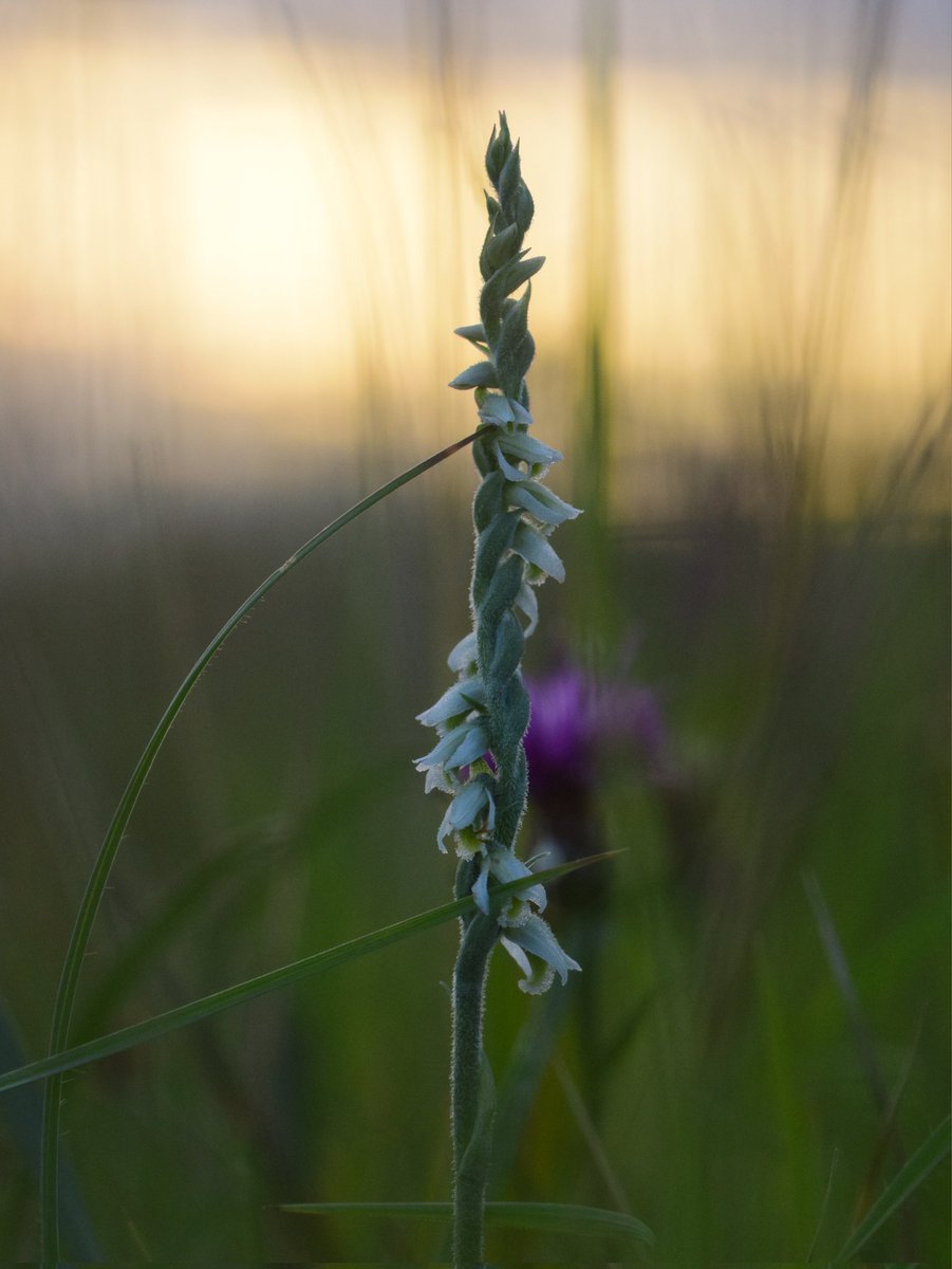 _lucycarden's tweet photo. Couldn't resist posting, Autumn Lady’s-tresses (Spiranthes spiralis) at sunset 🌄 

#wildflowerhour https://t.co/TgmeAGc3L3