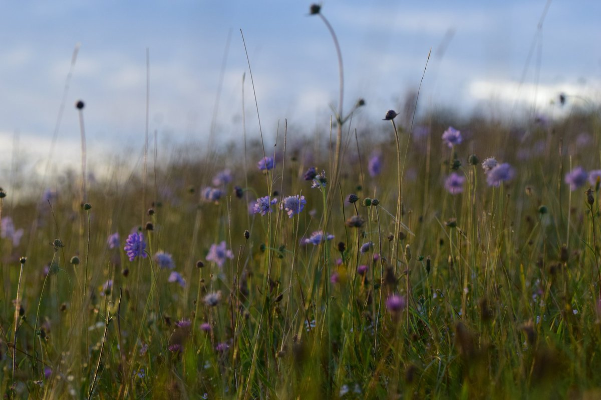_lucycarden's tweet photo. More sunset botany. My favourites,  Field Scabious, Knautia arvensis  and Devil's-bit Scabious, Succisa pratensis.

#wildflowerhour https://t.co/ZZ3xqnKVXF