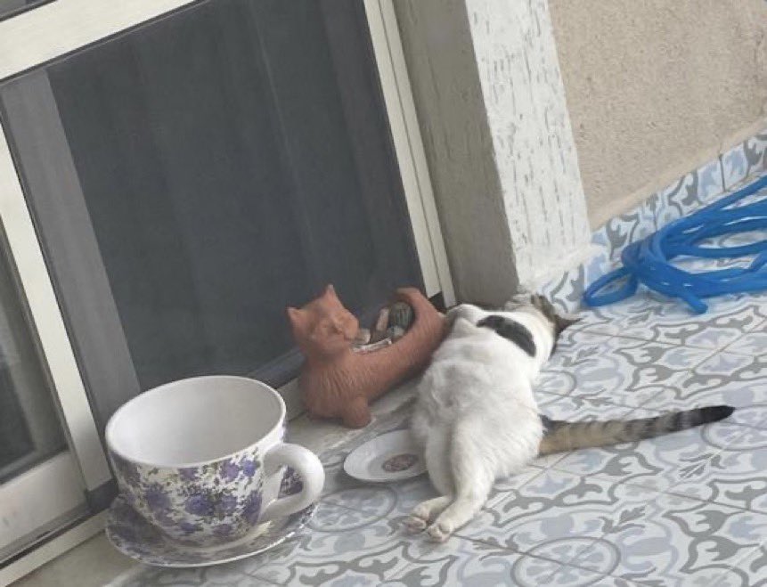 masum_gozler's tweet photo. ❤️Lütfen güzel kız Üzüm’e yuva❤️Gören herkesten paylaşmasını rica ediyorum. Her gün evlere girmek için ağlıyor, sesi kısıldı. Üzüm 1 yaşında dişi, kısır, çok uysal ve sevecen.
📍İzmir içi ulaşım sağlayacağım. 
🍇Ömürlük yuvası olmak ister misiniz?

@MarvelMacka https://t.co/4GJrJiOgYL