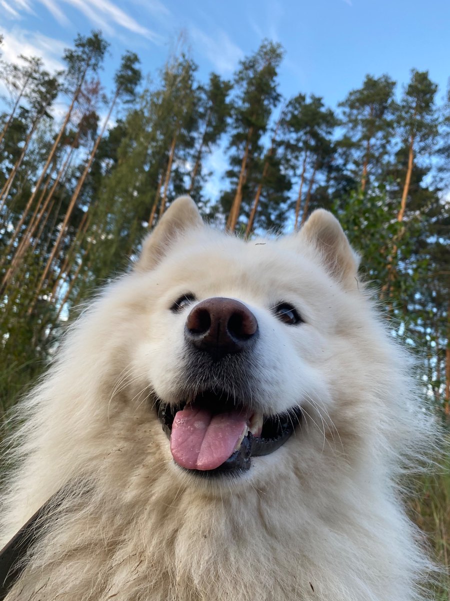 Как это у тебя нет собаки? А когда заведешь? Часики-то тикают, ты не молодеешь. А кто тебе в старости мяч принесет? В смысле не хочешь собаку? Это у тебя период такой просто, перерастешь его. Собаки — это цветы жизни!