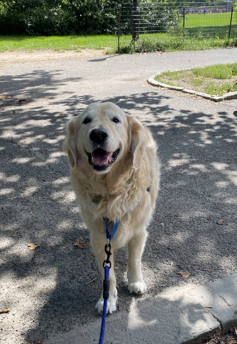 #Weekendsmiles from Central Park. 

#happydog #dogs #dog #goldenretriever #goldenretrievers #dogsoftwitter <a href="/GoldretrieverUS/">Golden Retriever Channel</a> #dogsontwitter <a href="/ercavanaugh/">ERC</a> #dogslife #dogsofNYC #KingGeorge #NYC #dogsdaily <a href="/Goldretrieveru2/">Golden Retriever Channel -holiday home #GRC</a> <a href="/CuteGoldens/">Golden Retrievers</a> #goldenretrieverlover