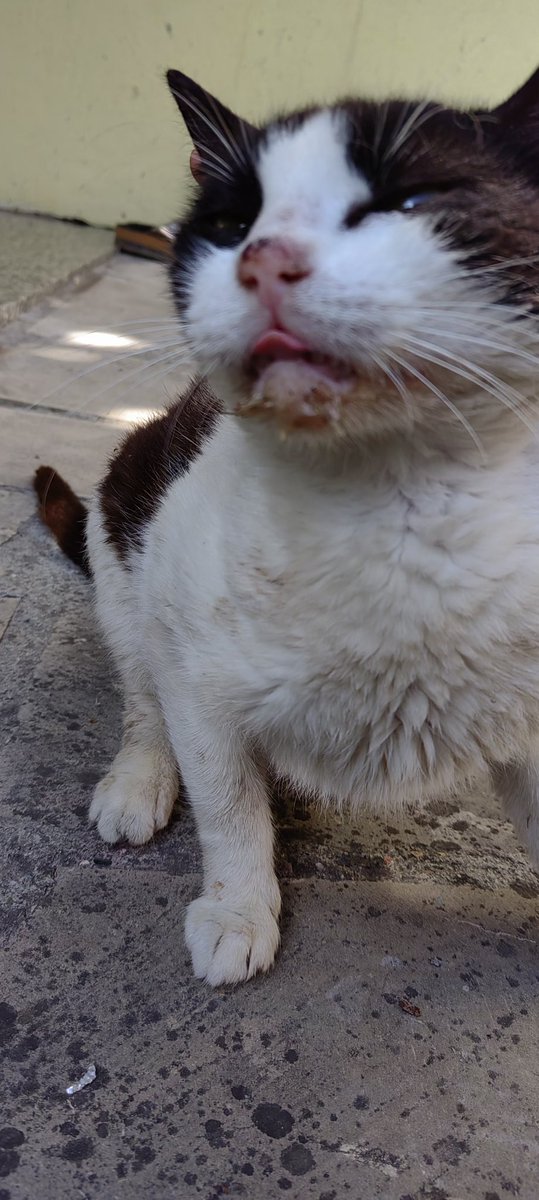 9kedi1kadin's tweet photo. Bu kedinin durumu iyi değil öksürüyor agzi yara  Köyde veteriner yok Şile de belediye veteriner yada özel var oraya götürmem lazım nakil için 600 tl istedi bulduğun kişi 5 gündür Baytril ve Asist kullanmama ragmen düzelmedi nakil ücreti yardımcı olan olursa Şile ye götüreceğim https://t.co/M39780zwxQ
