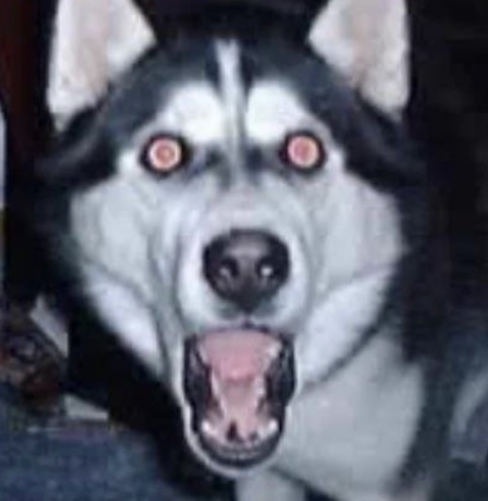 Smile Dog Unedited