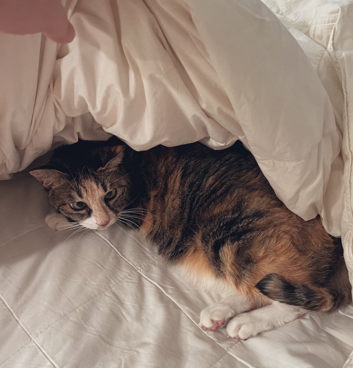 고양이 새끼 🤗