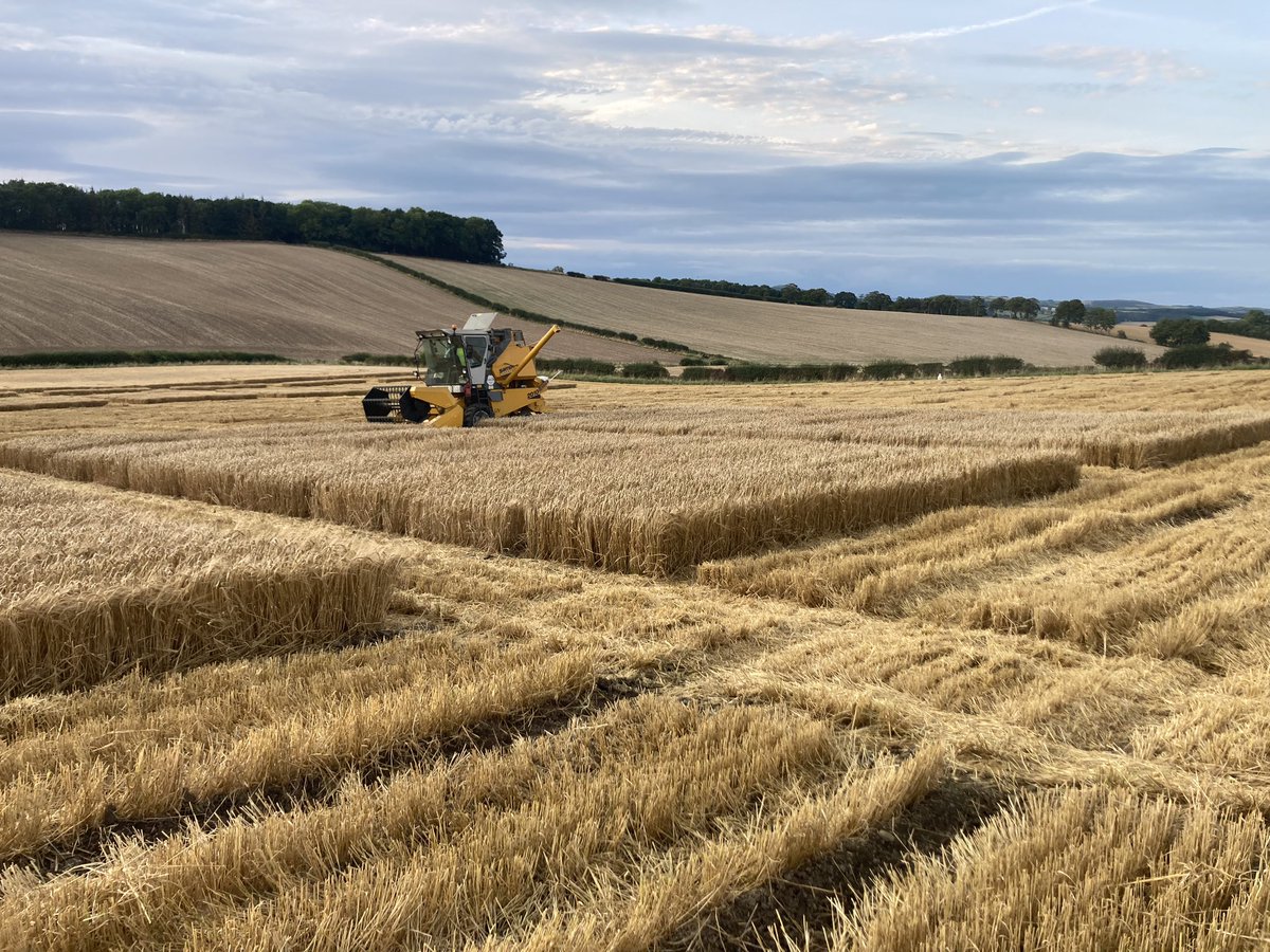 Scottish Agronomy Spring Barley trials finished just before the rain. We had 40mm on Friday night #scottishagronomy #harvest2023 #agrimart