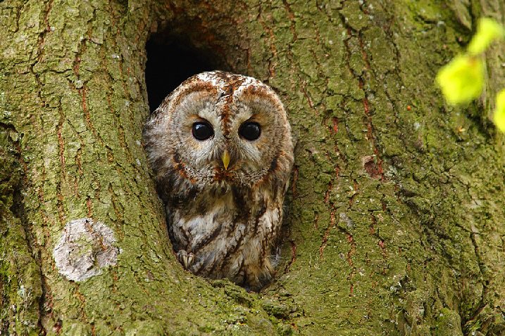Eu creo que á avelaiona da fraga da miña casa hai que crearlle unha categoría especial en Eurovisión. 

Que talento, por favor.