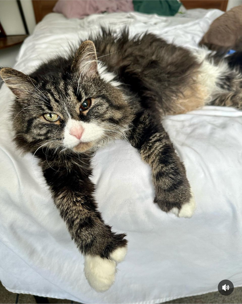 atlantapetlife's tweet photo. Waking up at 4 PM on Sunday after a long night of shenanigans like... 😼😅
😸 Bandit

#Sundayfunday #CatsofAtlanta #FrazzledFeline #AtlantaAdventures #PawsAndPlay #SundayAftermath #CatLife #CrazyNights #AtlantaCats #StayPawsitive https://t.co/dFIKuPryGj