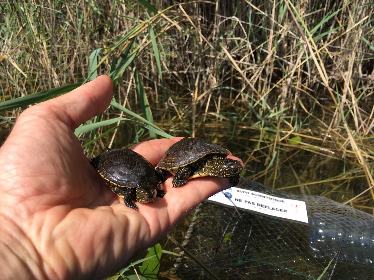 ProjectEmysR's tweet photo. So glad our @BiodiversaPlus @WaterJPI supported study site #Woerr gets @INEE_CNRS #label « #longterm #observatory  », thanks to our 10-yr old #transdisciplinary approach&amp;partnership with #local #stakeholders Collectivité Européenne @Alsace, @ONF_Officiel, @unistra @CNRS_Alsace https://t.co/LigI2fHowj