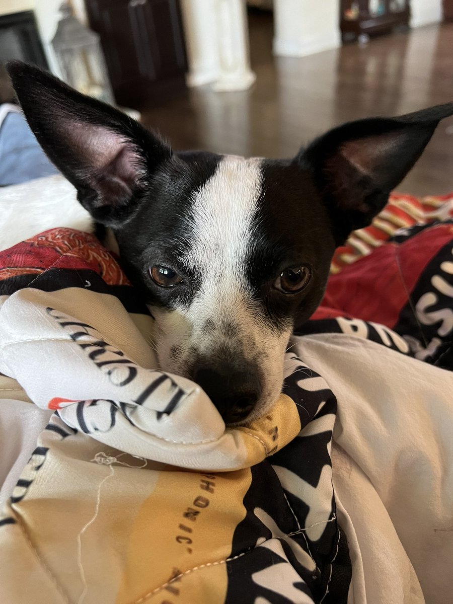 saintthataint's tweet photo. Higgins resting on doggie day https://t.co/obJXvSJ2SS
