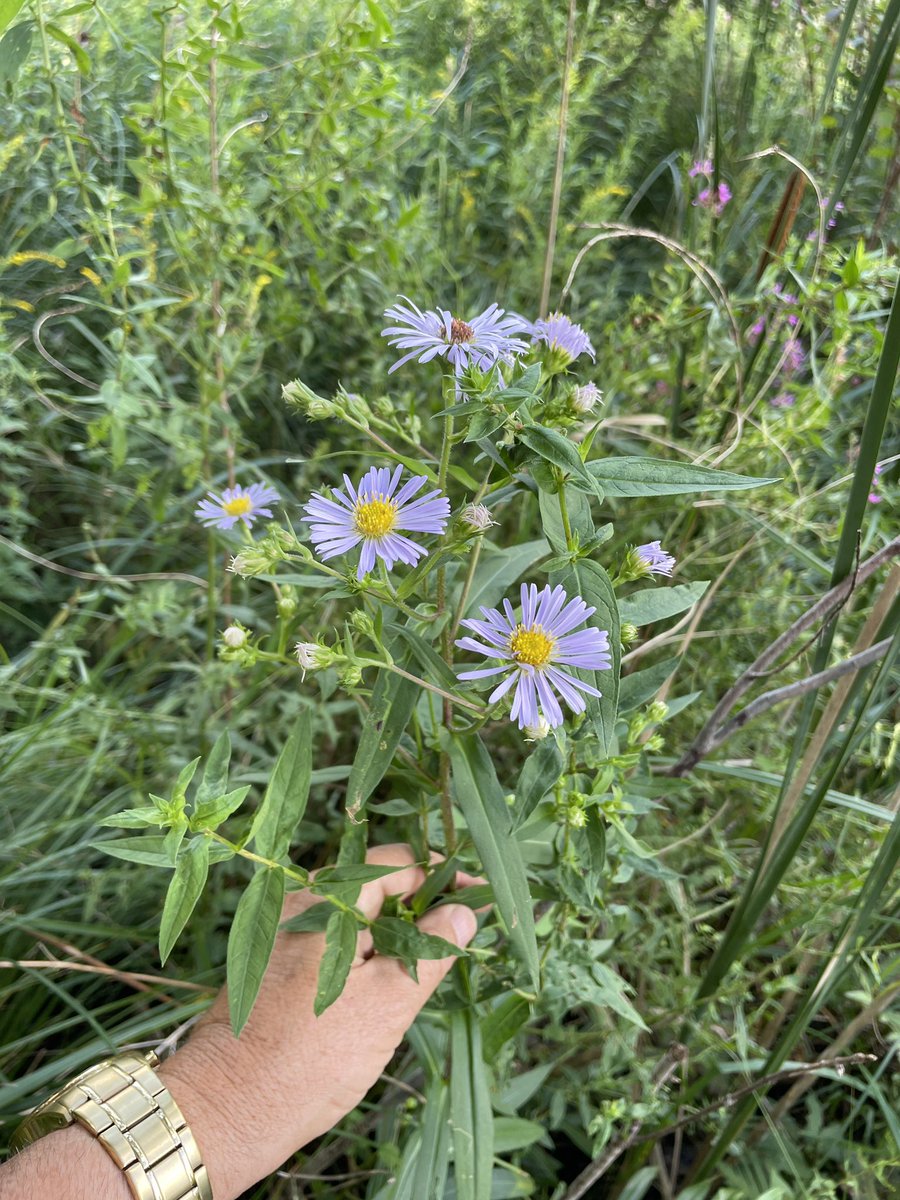 One of my favorite Asters! This is swamp Aster - Symphyotrichum puniceus. This year I MUST collect seed to do winter sewing, and then try it in a #RainGarden!