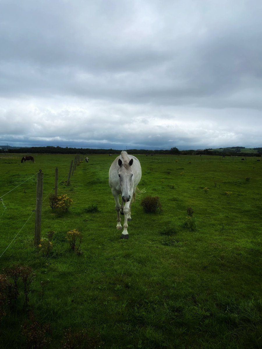 #whitehorse #horsephotography #horselover #walksinnature