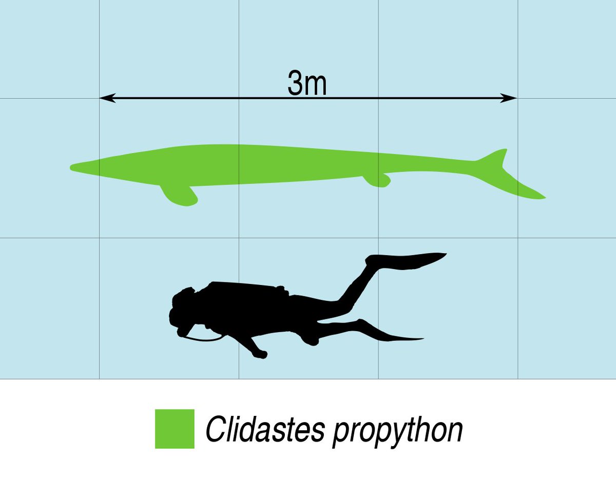 superkris31's tweet photo. Found and collected this small Clidastes #mosasaur skull today. https://t.co/5BftgRl2Q9
