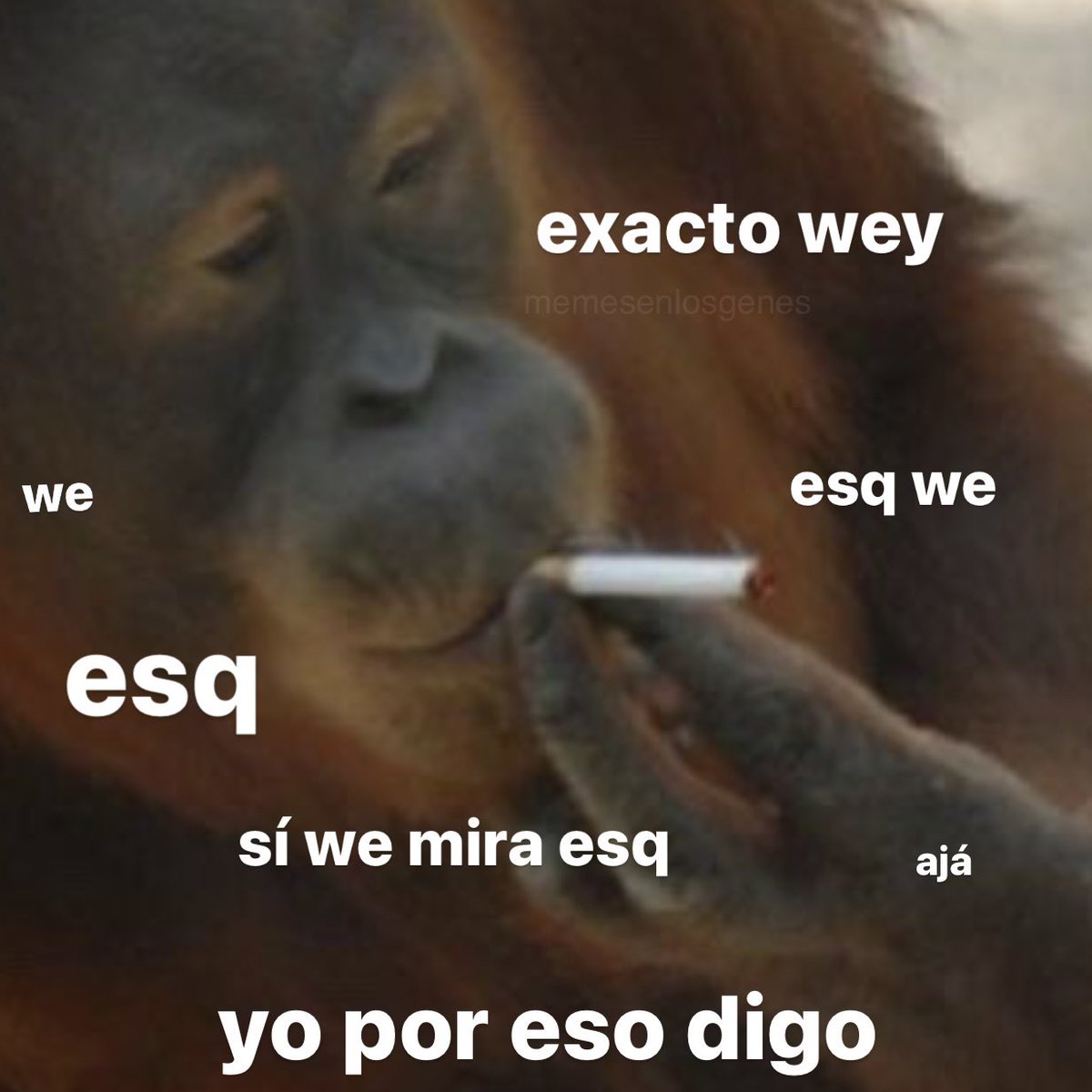 memesenlosgenes (@memesenlosgenes) on Twitter photo 