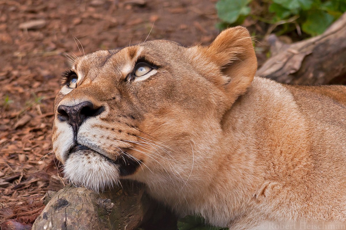 She got them lashes.

Sacramento Zoo.
