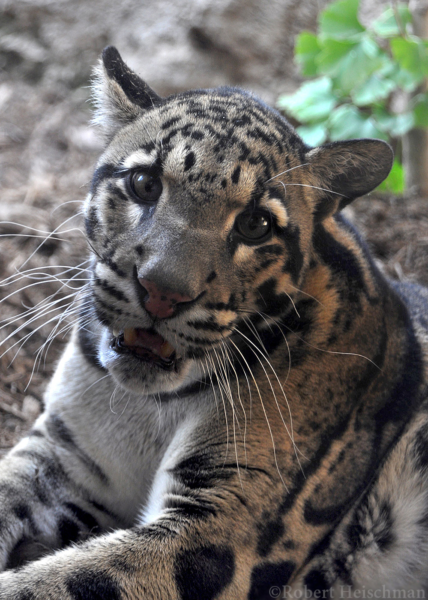 A few older clouded leopard photos that I still really like. I heard that some clouded leopard cubs were born in Oklahoma, and I feel like it's not healthy that I'm even remotely considering traveling halfway across the country just to see them. ;)