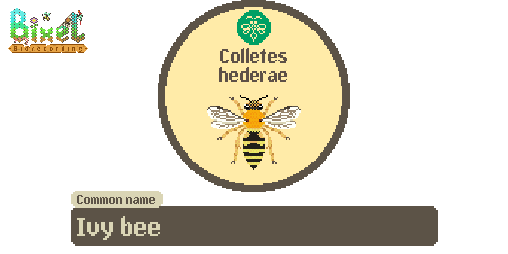 BixelBugs's tweet photo. Six-legged Sunday - Ivy Bee (Colletes hederae) new to science in 1993 and now widespread in the UK since its discovery in 2001!

Eyes on ivy these next couple of months and you are likely to see this species in good numbers!

@BeesOfIreland @StevenFalk1 @olds_liam @B_Strawbridge https://t.co/uE7IvziZxI