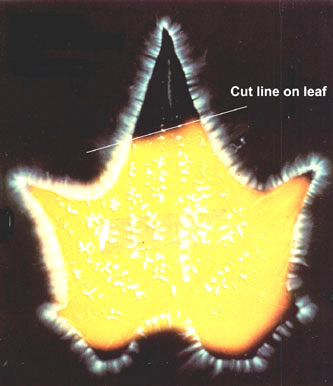 If you take a fresh leaf from a plant &amp; cut off a part of it, the entire leaf will show up in an electric photo ("kirlian") of the leaf. Take a few moments to contemplate the implications of this.