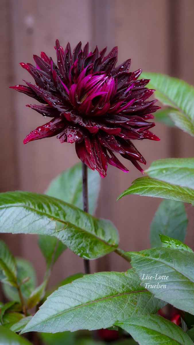 Dahlia Black Jack 💜🖤🩷
I met her yesterday at an open garden in Sweden....it was love at first sight 😍
Straight on my must-have-list 😉
#Dahlialove #Flowers #gardening