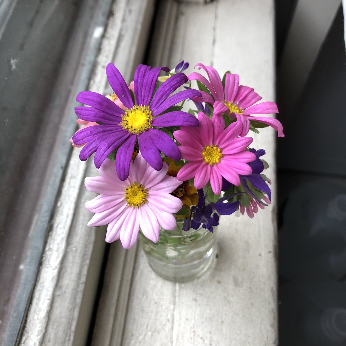 #FlowerReport #asters blooming in #newtonma