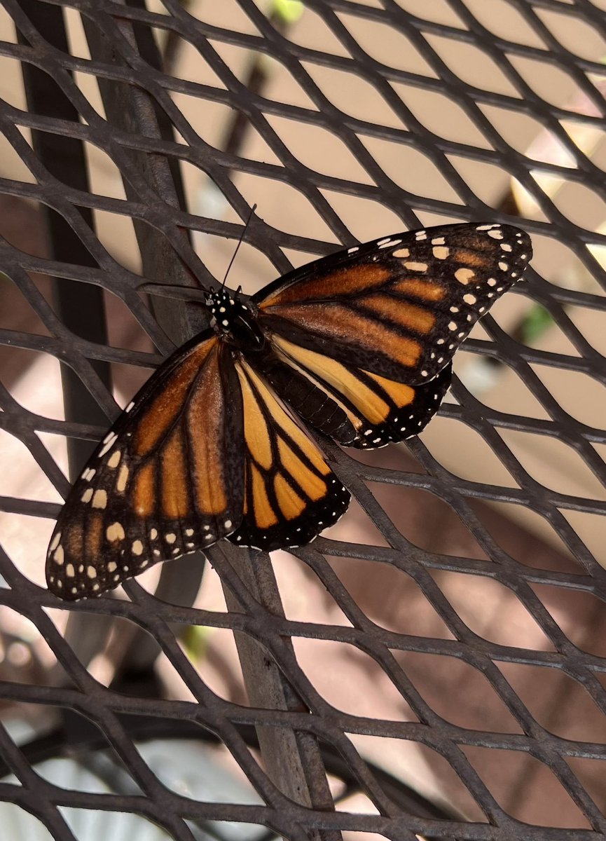 ritestff's tweet photo. #MonarchFemaleStrength🦋 https://t.co/1PLOxotTWF