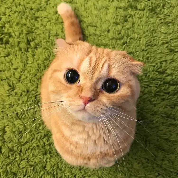 Why you should have a cat tweet media