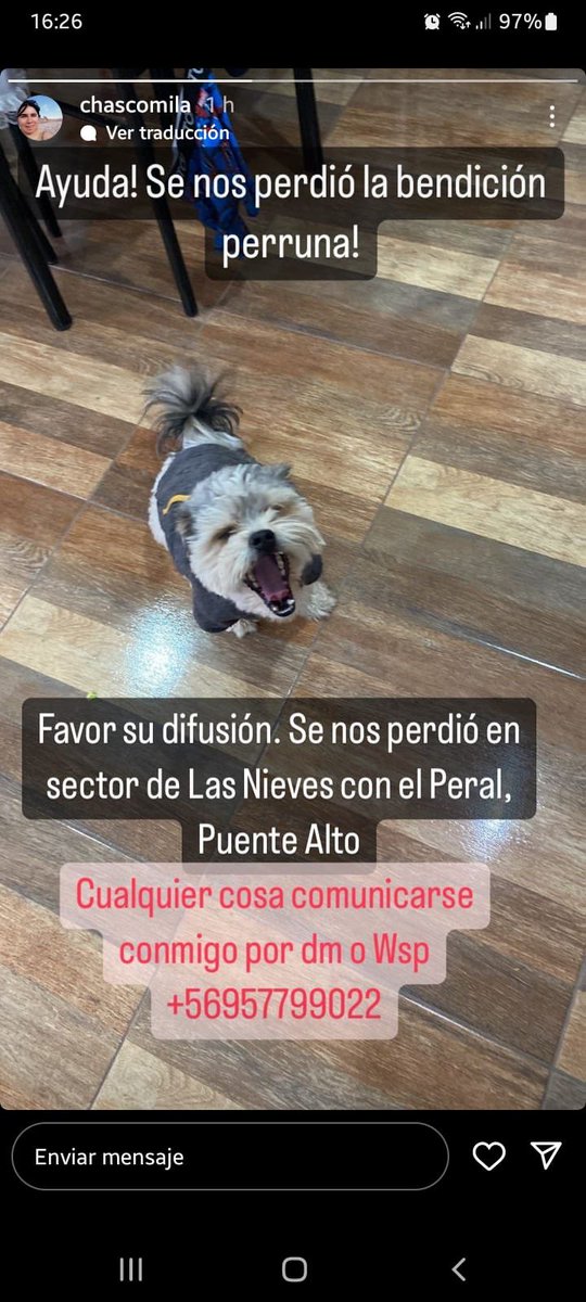 gloriabaettig's tweet photo. 🆘🆘🆘 📢 #PuenteAlto 🙏 compartan está perdido 👇 https://t.co/jXjuG50nxq