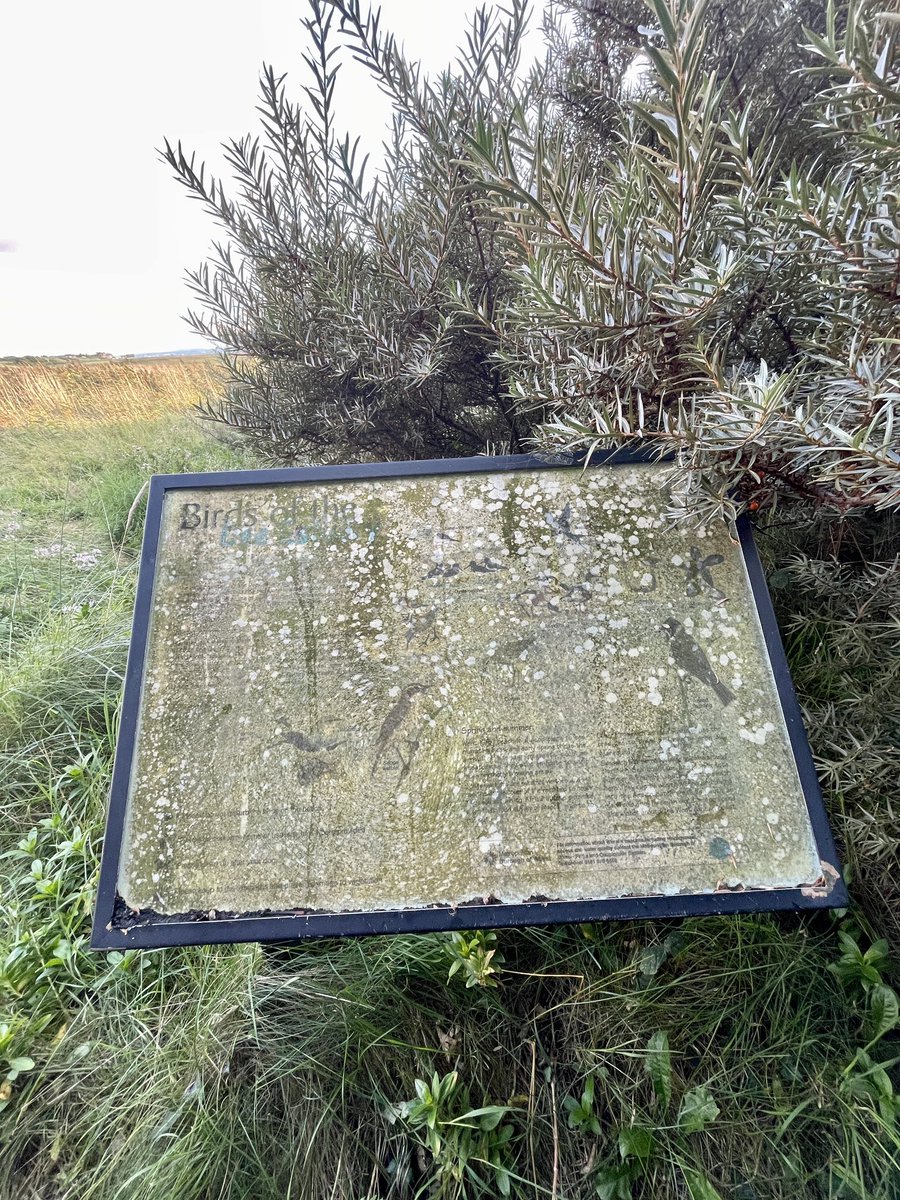 ridesnapwrite's tweet photo. Where the #timespan pix began. The sign was new in July 2006 and the #strand line of the #beach between Red Rocks and West Kirby was much clearer. By August 2016 #dunification is well underway. Yesterday the sign was almost overwhelmed by vegetation. #hoylake https://t.co/Pb1TbQMTWz