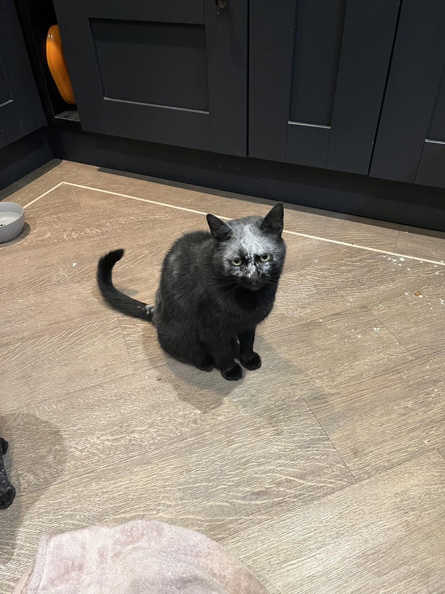 zaichishka's tweet image. George is regretting his life choices after attempting to assist in making naan bread #MistakesWereMade