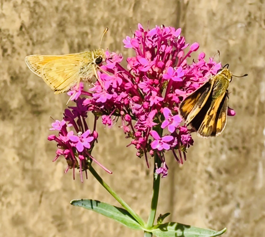 #SundayYellow Visitors #InMyGarden