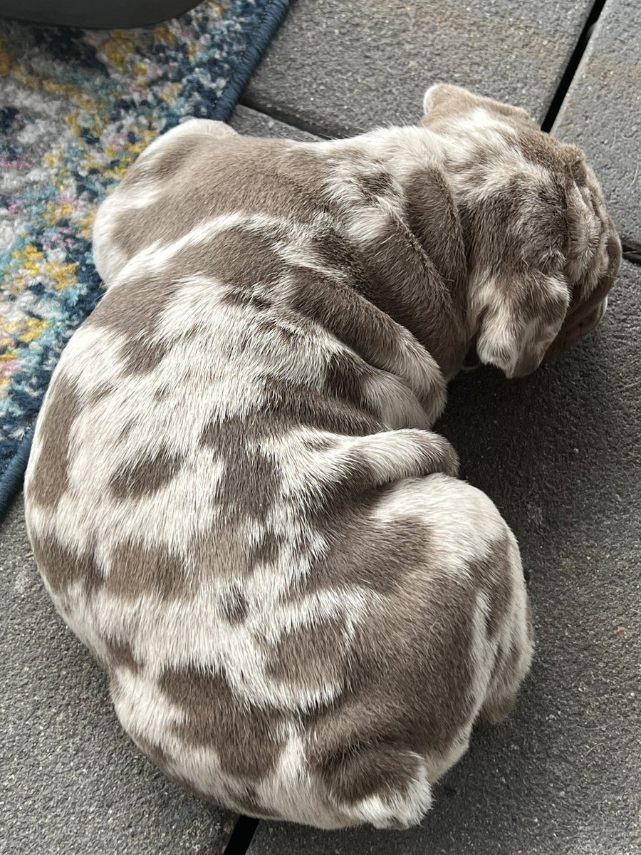 AmericanMommie tweet media