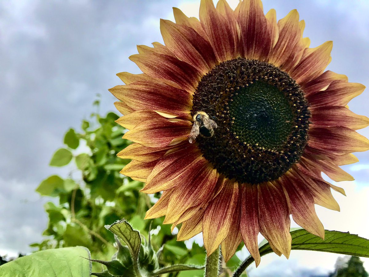 SarahLMow's tweet photo. @GWmag Taken on my allotment today. Lovely little visitor 🐝 https://t.co/FntRBLqD1o