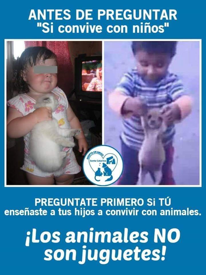 Perrosenlacalle's tweet photo. Si quieres adoptar para que tú hijo tenga un juguete, hasta la siguiente pregunta..... https://t.co/z2XQI5JWFy