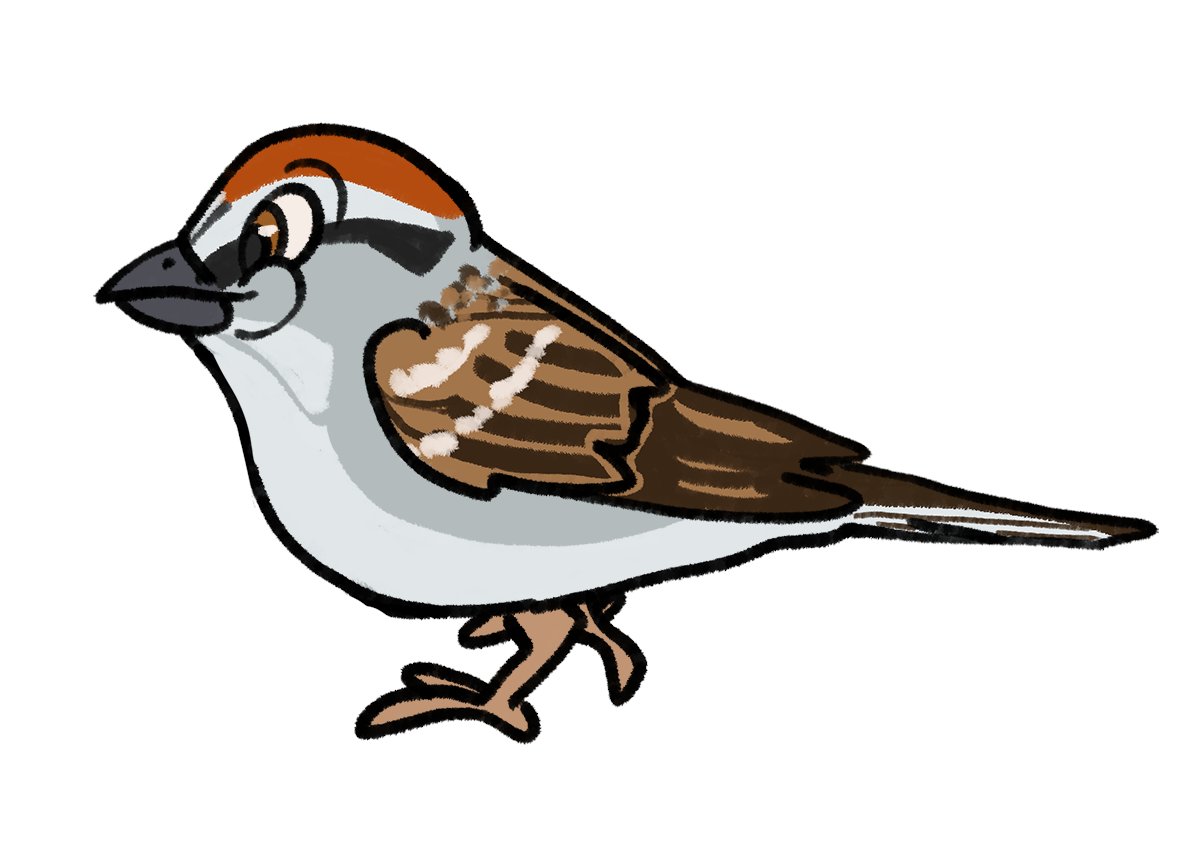 MaddieFawnadeer's tweet photo. More Disney-style birds
1. Cedar Waxwing
2. Chipping Sparrow
3. Common Grackle
4. Common Yellowthroat
#art #redbubble #birdstickers #cedarwaxwing #chippingsparrow #commongrackle #commonyellowthroat https://t.co/6tWmUjcnkF