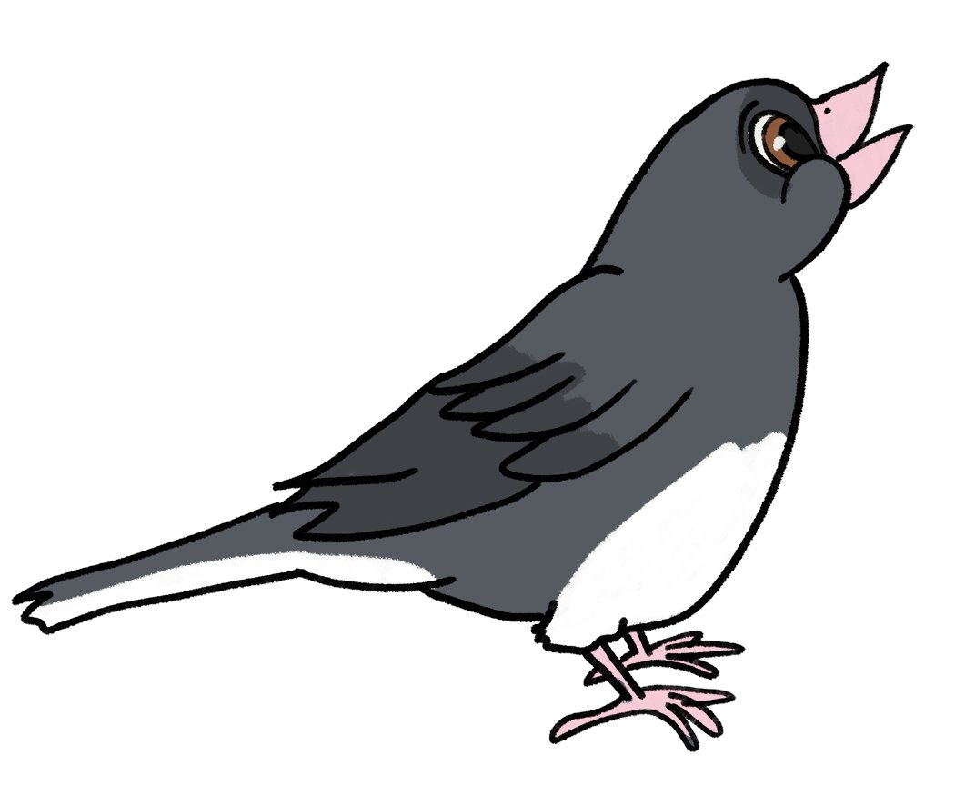 MaddieFawnadeer's tweet photo. More Disney-style birds
1. Dark-eyed Junco
2. Downy Woodpecker
3. Eastern Bluebird
4. Eastern Kingbird
#art #redbubble #birdstickers #darkeyedjunco #downywoodpecker #easternbluebird #easternkingbird https://t.co/KiAQmMbUN9