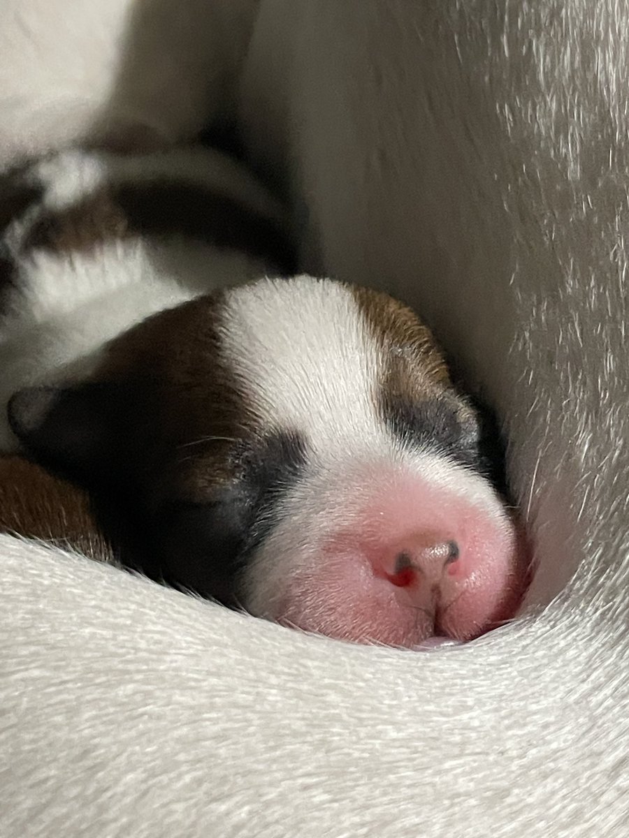 caddav73's tweet photo. Puppies are growing and leeloo is finding her feet with parenting and is loving feeding time. Rhys is enjoying time with the pups more than he does with us #dogs #puppylove #puppy #puppies https://t.co/a8n2gTlGjm