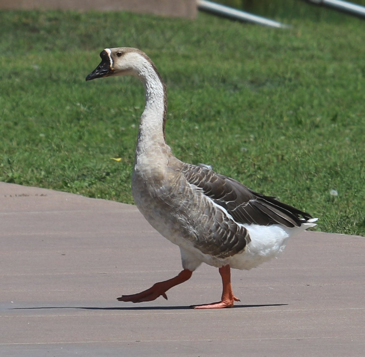 Domestic Swan Goose? Need some help with this one. Payson, AZ USA. #birding #birdphotography