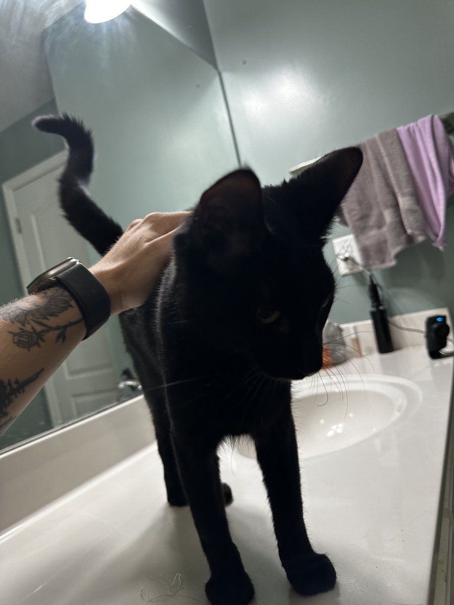fyvex's tweet photo. here is the hypothetical black cat for reference https://t.co/ErIg9EC7Qk