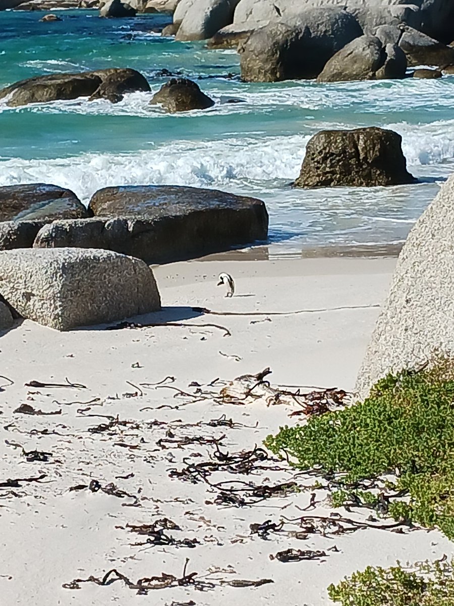QM_Sports's tweet photo. Day 4:  today we visited the Boulders Beach to see the Penguins 🐧 
Amazing to see then up so close  #beautiful #scenic #naturalworld https://t.co/ZrHvel7RLM