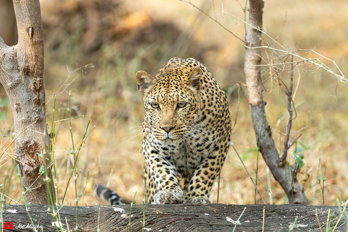 Joe Misika™ tweet media