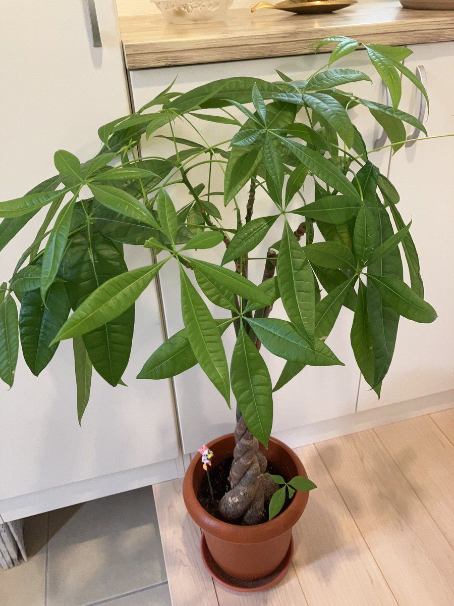kh_er_'s tweet photo. 今年の夏は、植物🪴ちゃん達のお手入れが疎かになっちゃってて、初めてコバエが発生しちゃったパキラちゃん🥲
やめてくれ〜🥲

#観葉植物
#コバエ
#観葉植物インテリア
#インドアグリーン https://t.co/znCy7VLzNr